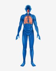 DMGT005b - Overview of the Respiratory System