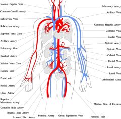 DMGT005e - Overview of the Circulatory System