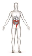 OWC001b - Overview of Ostomies - Part 2