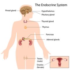 DMGT005j  Overview of the Endocrine System