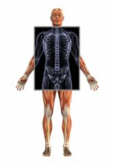 DMGT005d - Overview of the Musculoskeletal System