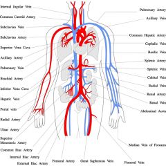 DMGT005e - Overview of the Circulatory System