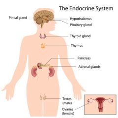 DMGT005j  Overview of the Endocrine System