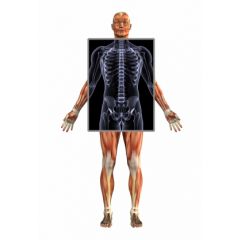 DMGT005d - Overview of the Musculoskeletal System